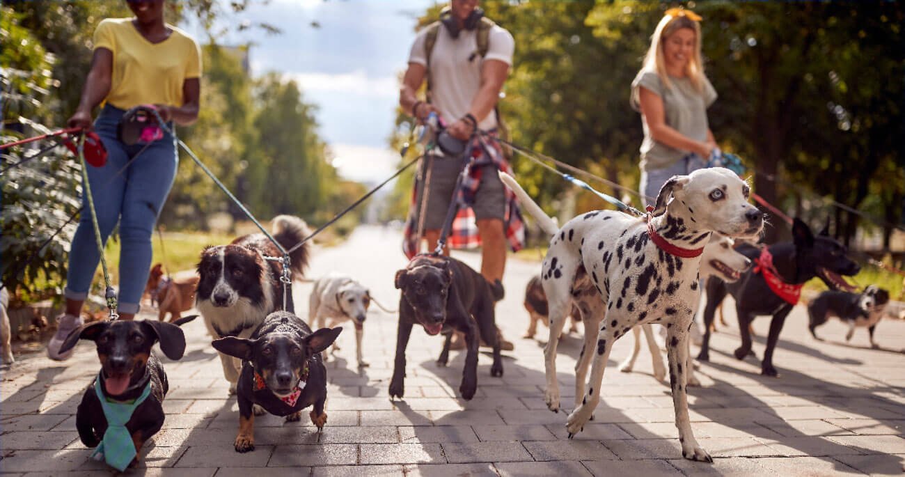 Caring for your dog