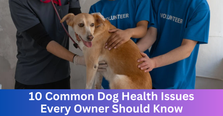 10 Common Dog Health Issues Every Owner Should Know