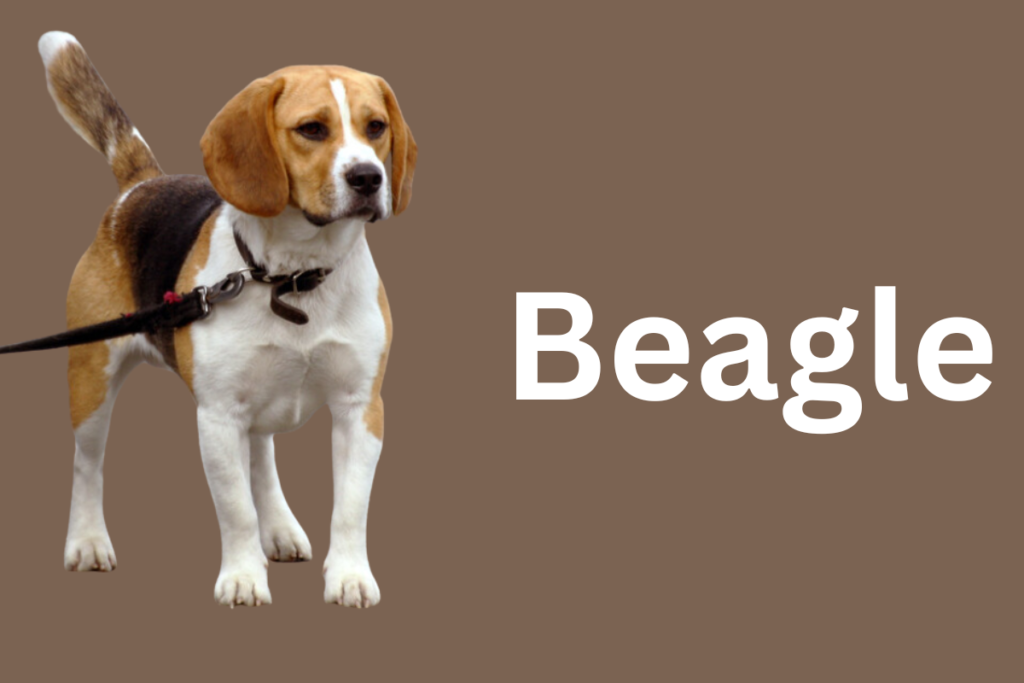 Beagle Dog Breed