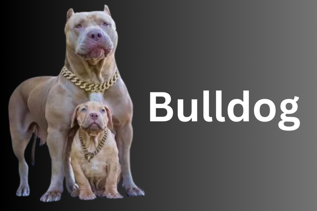 Bulldog Dog Breed