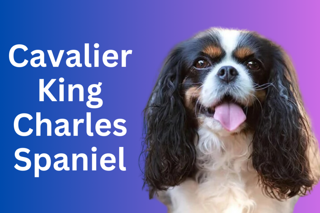 Cavalier King Charles Spaniel