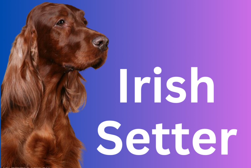 Irish Setter Dog Breed