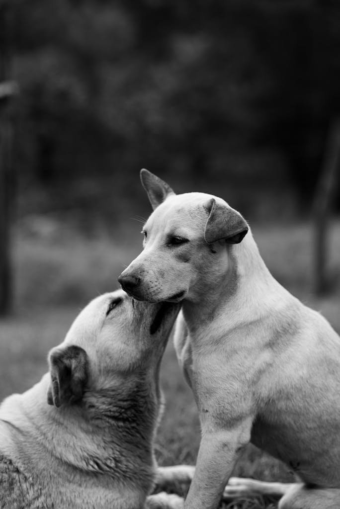 Two affectionate dogs share a tender moment in this black and white photograph, capturing their playful bond outdoors.